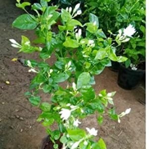Mogra(Beli) Flower Plant