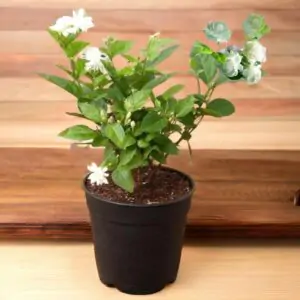 Jasmine Flower Plant
