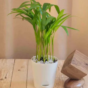 Areca Palm - small plant