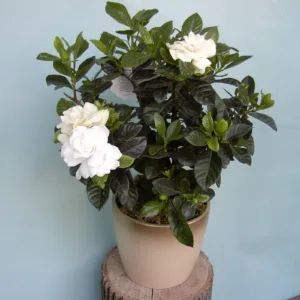 Gardenia-Gandhraj Flower