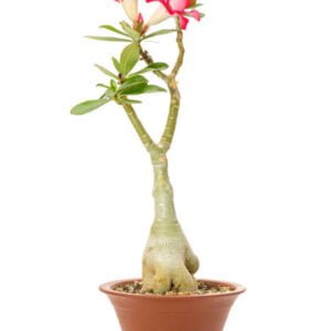Adenium desi