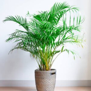 Areca Plam