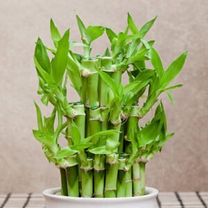 Lucky Bamboo Plant