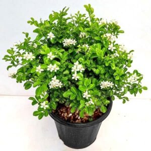 t Stand Kamni Flower