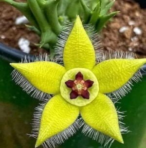Orbea Semota Var Lutea (Bare Rooted) - Image 2