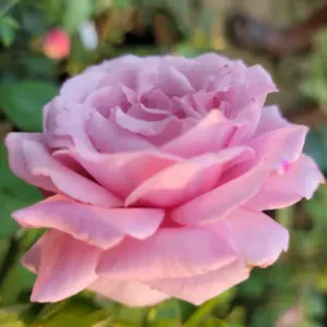 STEVE HOFMAYER (Highly fragrance)