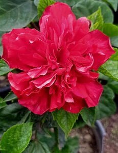 HYBISCUS RED DOUBLE