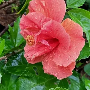 HYBISCUS DOUBLE ORANGE