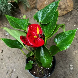 Arthurium Red Plant