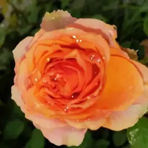 MINI FLORA (APRICOT)