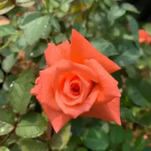 Bayadare (NEW ARRIVAL)