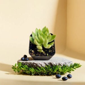 California Sunset (Bare Rooted )