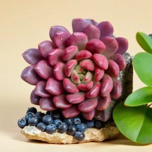 Echeveria  14