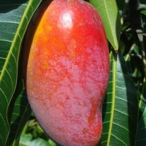 Red Ivory Mango
