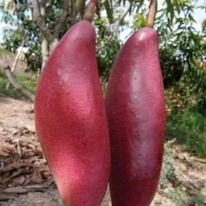 Changmai Mango Plant