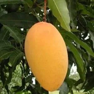 Honey Dew Mango Plant