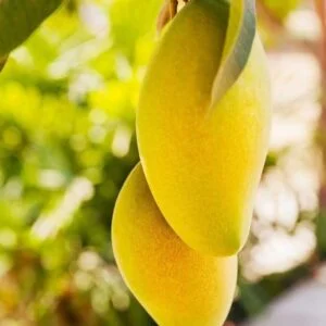 Alphanso Mango Plant