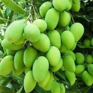 Thai All Time Mango