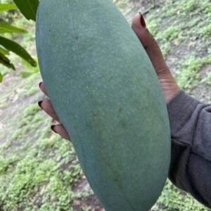 Nur Jahan Mango Plant