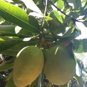 Kesar Mango Plant