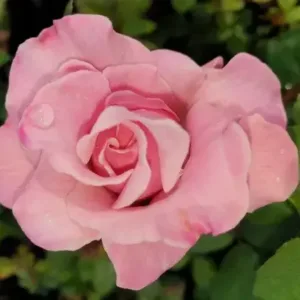 MEMORIAL DAY (Fragrant)