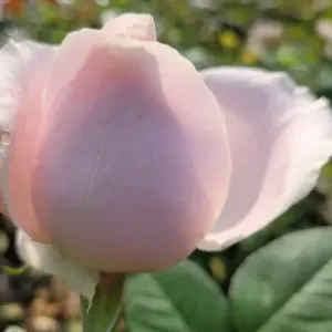 SWEET AVALANCHE (dutch)