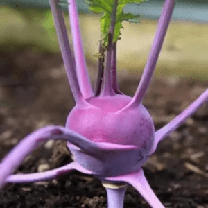KNOL KNOL PURPLE DESI VEGETABLE SEEDS (100 seeds) - Image 2