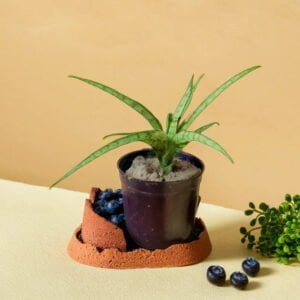Sanseveria Hybrid Air purifier (Bare Rooted)