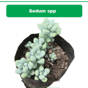 Sedum spp (Bare Rooted)