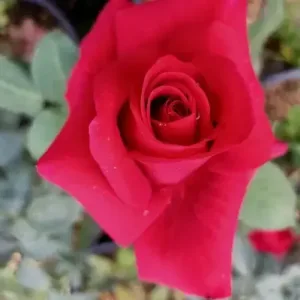 SWAMI ACHUTANANDA JI