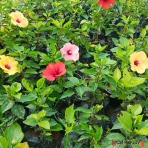 HYBIASCUS DESI ORANGE