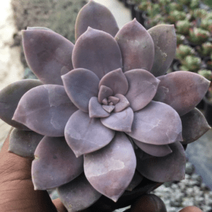 Graptopetalum Paraguayense (Bare Rooted) - Image 2