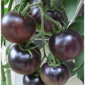 TOMATO BLACK PURPLE HYBRID SEEDS (12 seeds)