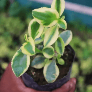 VARIEGATED LEAVES (BARE ROOTED)