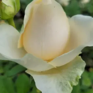 PEACH AVALANCHE (dutch)