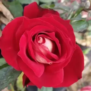 BICOLETTE