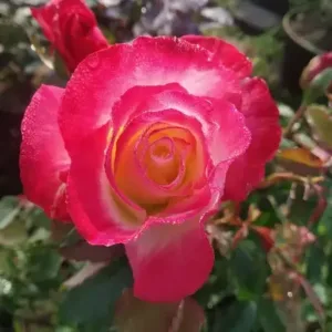 DOUBLE DELIGHT (Fragrent)