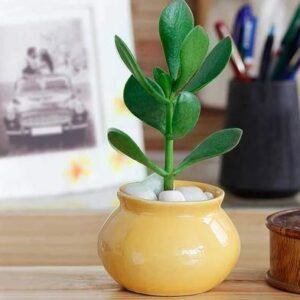 Yellow Handi Shape Ceramic Pot