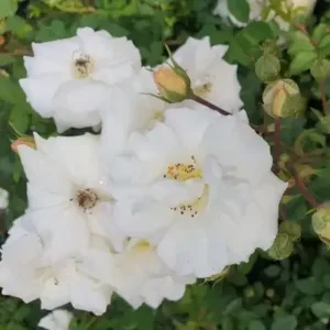 MID SUMMER SNOW (climbing)