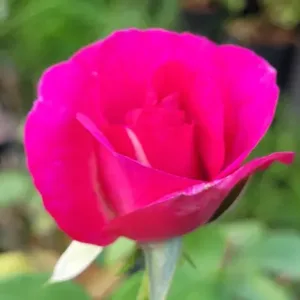 MACHO MAN (Highly fragrance)