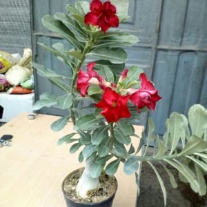 Adenium plants