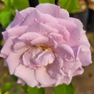 LAVENDAR SIMPLICITY (Highly fragrent)