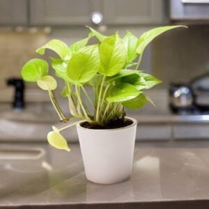 White Round 4" Ceramic Pot