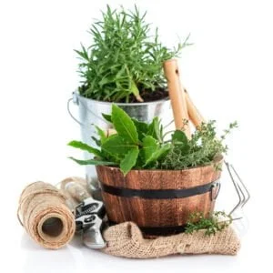 Aromatic Plants