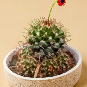 CHOCOLATE CACTUS (BARE ROOTED)