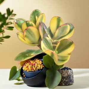 VARIEGATED JADE PLANT (BARE ROOTED)