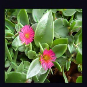 Baby Sunrose (Bare Rooted) - Image 2
