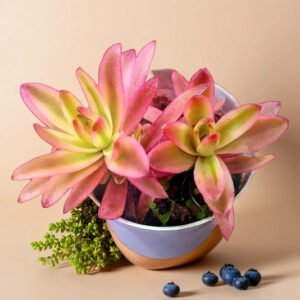 YELLOW VARIEGATED CAMFIRE (BARE ROOTED)