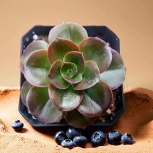 Echeveria Melaco (Bare Rooted)