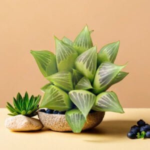 Haworthia Pygmea (Bare Rooted)